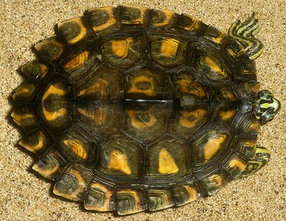 La tartaruga che ritira le membra nel guscio illustra il significato di Pratyahara